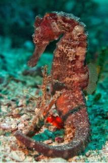 "Shady Sea Raja Ampat" - 3