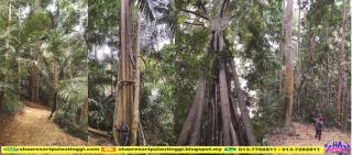 SHAZ Resort Pulau Tinggi - 3