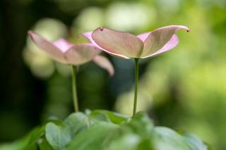 Roulotte immersive au jardin de Niargoutte - 5