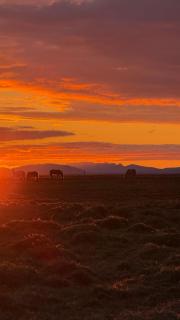 Cottage on our farm house 1 - 3