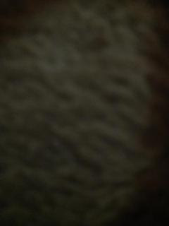 زهرة الربيع - 0