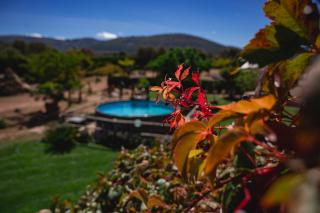 Finca Los Pajaros cerca de Puy du fou Toledo - 5