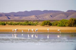 azraya dunes camp - 2