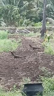 Rajarajeshwari Farm Stay - 1