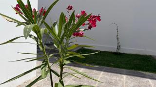 Temporario Sur, para 4 personas con jardín, zona IUPA en Gral Roca - 9