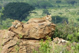 Tausa Tsavo Eco Lodge - 6