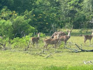 Duncan Murray Villa - 9