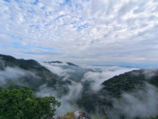 The Willow Stays - 1