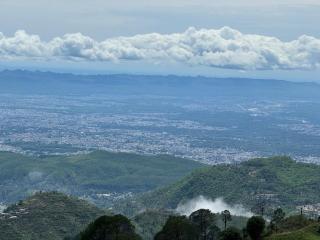 The Willow Stays - 7