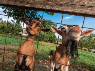 Sailerhof Gramminger - 1