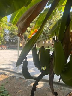 Al REEM Farm house khorfacan - 5