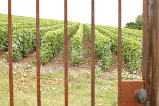 Au Coeur Des Vignes - Épernay - 1