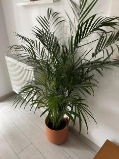 Casa Shay Brasov - Braşov - 1