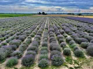 Apartament Lawendowe Zdroje - 8