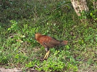 Secret Paradise Panama - 5