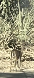 Green Point Nature Retreat - Nosara - 9