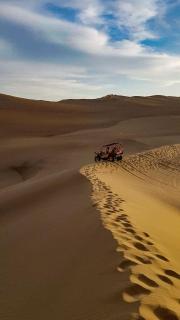 Baru chachalacas - 5