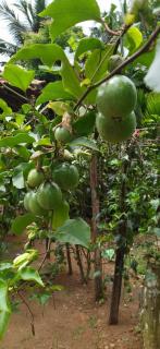 Passion Fruit Villa Weligama - 5