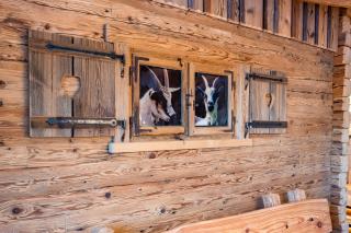 Allgäuer Stüble - 7