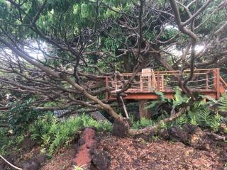 Sweet Spot Stay -Grotto Cottage Under Giant Trees - 4