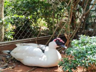 La Goodwill Garden Luxury-Pondicherry-Auroville - 7