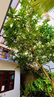 Lotus Breeze Villa - 1