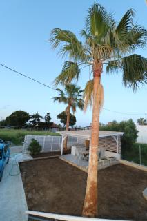 The tree palm trees - 5