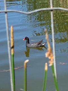 Casa Aconchegante em Geribá Buzios, Suíte, Quartos, Ar condicionado, Churrasqueira,Lagoa aos fundos - 7