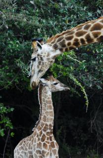 Hopewell Private Game Reserve - Buyskloof - 5