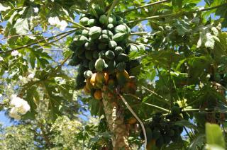 Bedouin Lodge Luxor - 1