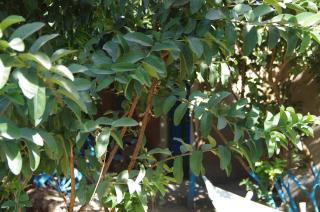 Bedouin Lodge Luxor - 7