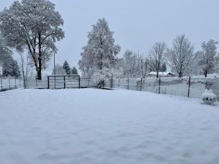 Cuori, Cervi e Caprioli - 1