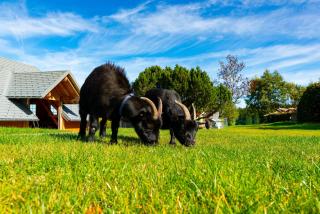 Michelehäusle - Sankt Märgen - 5