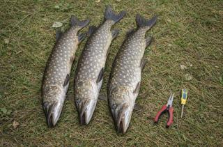 Little Sven#s House - 1