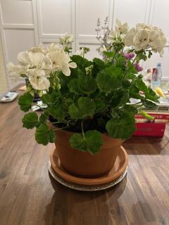 Arboris - Retreat into the open - 1