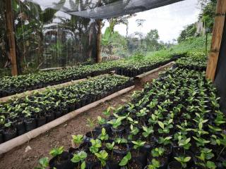 Finca Cafetera Los Ángeles - 8