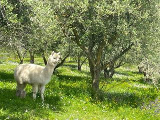 Casa degli Alpaca - 1