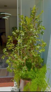 Apto Dona Olívia Universidade - Confortável - 8