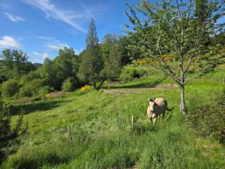 NESST - Gîte Horse & Dog Friendly Cottage - 5