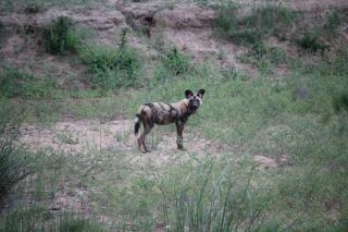 Paperbark Lodge, Zandspruit Bush & Aero Estate - 5