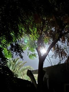 Safari Abu Simbel - 8