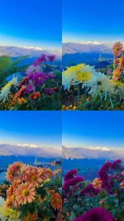 Perfect blend of Tea garden and Kanchenjunga - 5