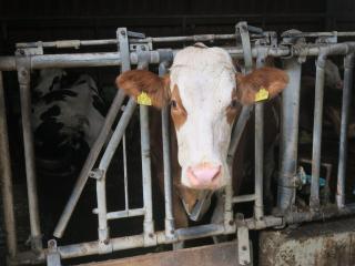 Bauernhof Bohner - 6