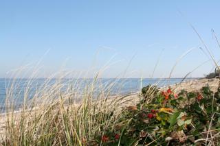 After Dune Delight - 0