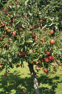 Holiday Home Urlaub für die Seele - Ferienhaus mit Sauna by Interhome - 2