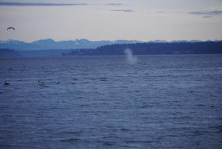 Beach House at Whidbey Shores - 9