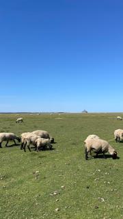 Sunset Family Guesthouse Mont Saint Michel - 6
