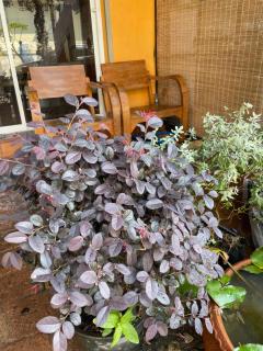 At Home Chiang Man แอทโฮม เชียงมั่น - 8