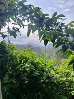 Nine Arch Corner - 6