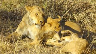 Khwai Moremi Vacation Cottages - 1